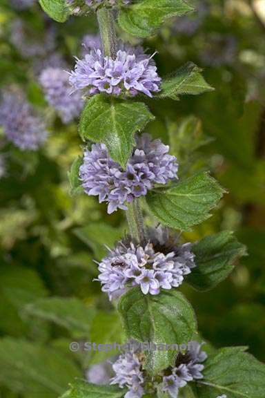 mentha haplocalyx 3 graphic